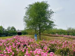 -长白岛森林公园