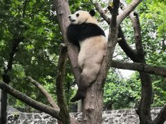 -都江堰中华大熊猫苑