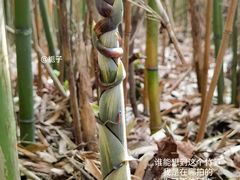 -宜兴龙背山森林公园