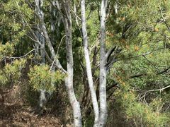 -北京十三陵国家森林公园蟒山景区