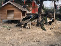 -有喜胶东小馆(超极合生汇太申祥和店)