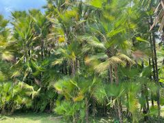 -中国科学院西双版纳热带植物园