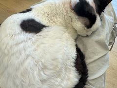 -有喵·猫咖·狗咖·30几只猫10只小狗(岗厦店)