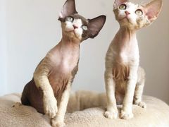 -Bastet sally猫舍购宠(静安店)