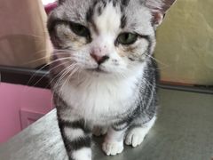 -70cat德文卷毛猫·缅因猫纯种猫舍