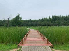 -东郊湿地公园