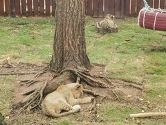 -西霞口神雕山野生动物世界