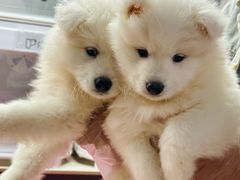 -翊宠yipet猫狗购宠庄园犬舍•猫舍