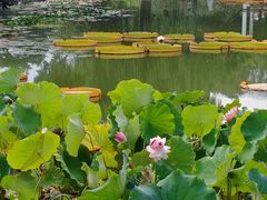 -国家植物园南园