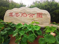 -莲花池公园