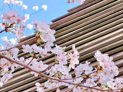 -顾村公园