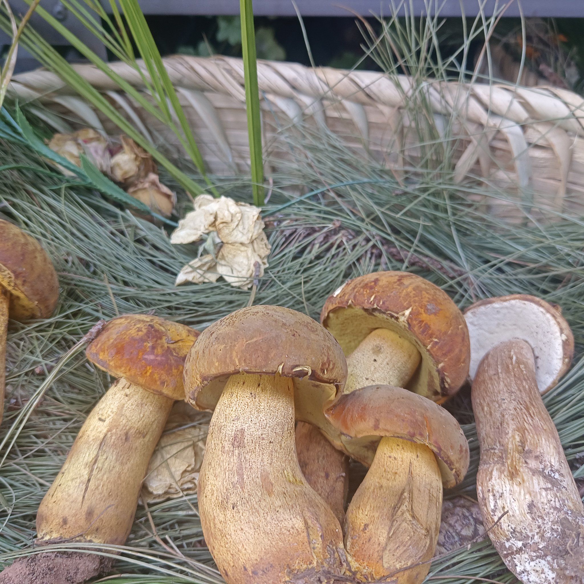 菌子#爱生活爱养花#野生菌火锅#菌子的季节#菌汤火锅#菌子火锅#菌菇