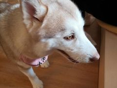 -Husky Go! 哈士奇体验馆·宠物咖啡厅狗咖