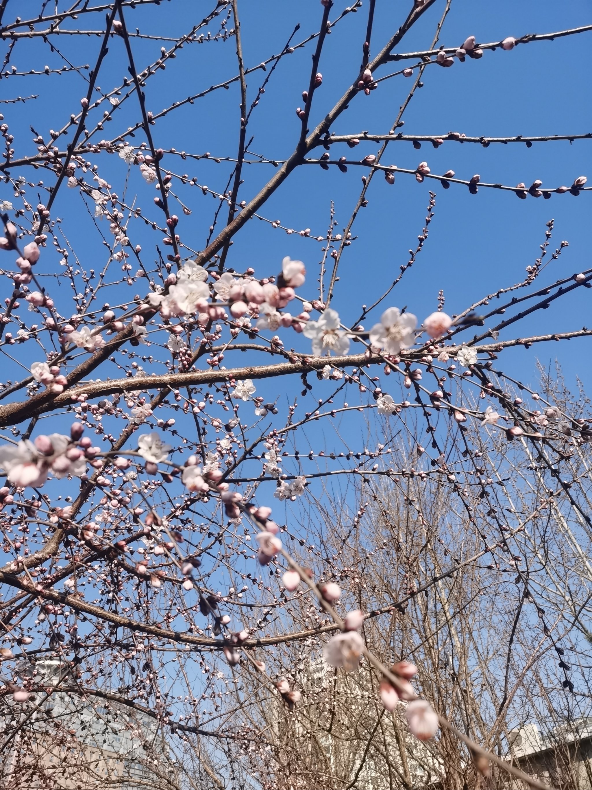 樱花和桃花对比图片