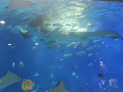 -烟台海昌鲸鲨海洋公园