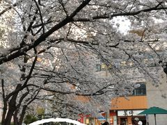 -玛格萝妮比萨屋(四平店)