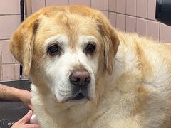 -FAELING PETS美天灵宠物(富力广场店)