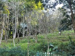 -深圳仙湖植物园