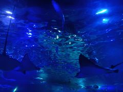 -江和美海洋公园