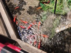 -红蜡烛-养生粥-津鲁菜(中山路店)