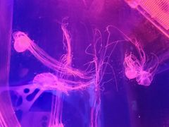 -海合安武汉极地海洋公园