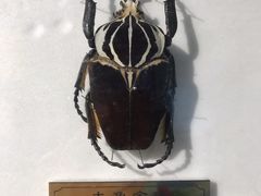 -上海昆虫博物馆