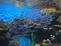 -华夏文旅海洋公园