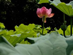 -陈家山荷花公园