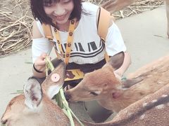 -鹿境梅花鹿生态园区