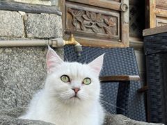 -喵屿·大理花园猫咖