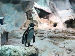 -帝企鹅自助餐厅•儿童岛•真企鹅(长隆企鹅酒店)