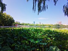 -莲花池公园
