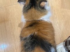 -是阿柴呀！柴犬咖啡·爱喵喵猫咖