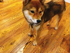 -柴务处·柴犬主题狗咖