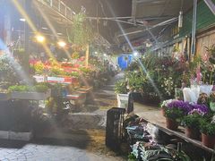 -曲阳花鸟市场(曲阳路店)
