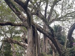 -瑞丽独树成林风景区