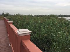 -芒洲湿地公园