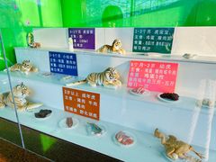 -横道河子东北虎林园