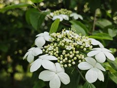 -陆家嘴中心绿地