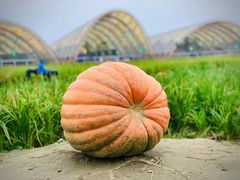 -中国天府农业博览园