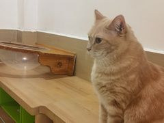 -是阿柴呀！柴犬咖啡·爱喵喵猫咖