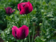 -国家植物园南园