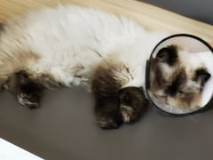 -喵园·猫主题咖啡厅·撸猫·猫咖(国贸店)