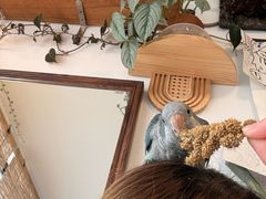 -吉丁鸟咖·异宠·寄养