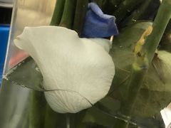 -BEAST野兽派(上海浦东嘉里城店)