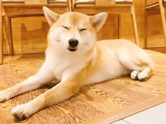 店家的狗-柴务处·柴犬主题狗咖