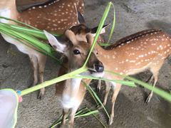 -鹿境梅花鹿生态园区