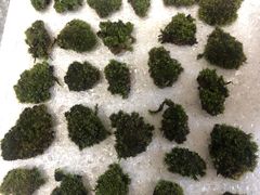 -宝鸡东道花鸟鱼虫市场(吉利花园商场店)