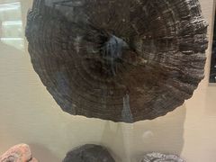 -广东中医药博物馆