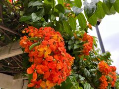 -花柏山公园